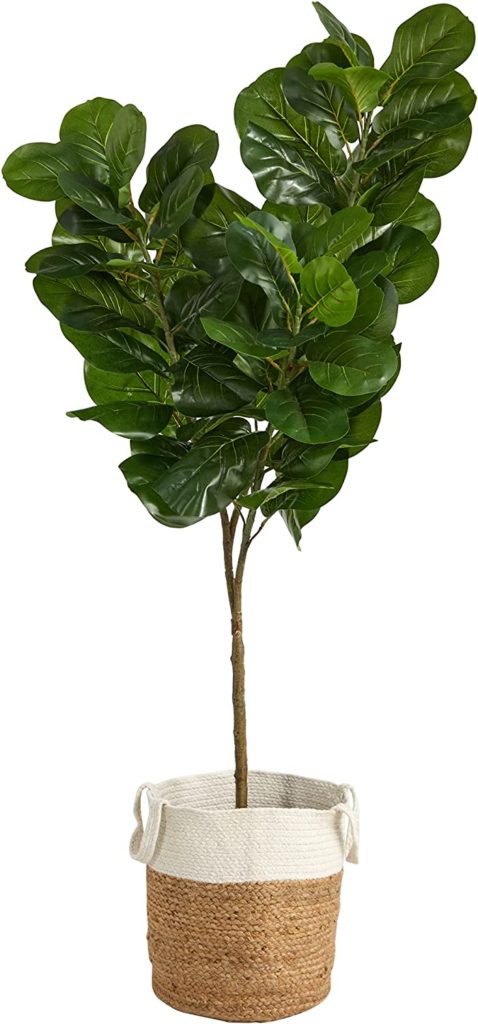 fiddle leaf fig tree amazon